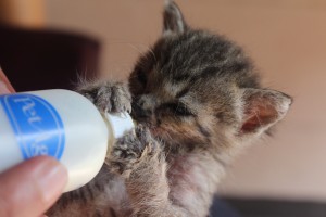 Sugar Beach in Sipalay-018